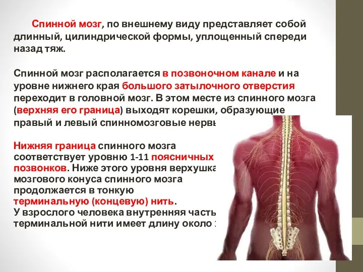 Спинной мозг, по внешнему виду представляет собой длинный, цилиндрической формы, уплощенный спереди