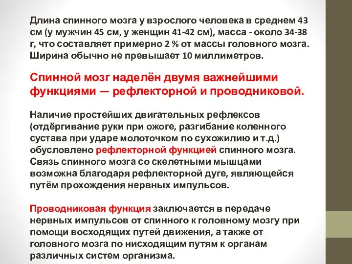 Длина спинного мозга у взрослого человека в среднем 43 см (у мужчин