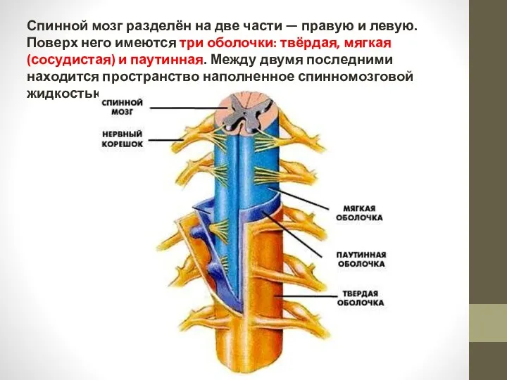 Спинной мозг разделён на две части — правую и левую. Поверх него