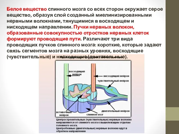 Белое вещество спинного мозга со всех сторон окружает серое вещество, образуя слой