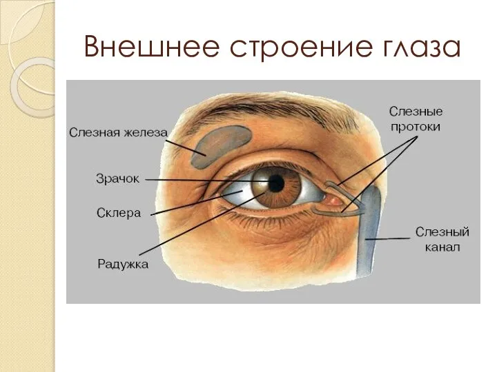 Внешнее строение глаза