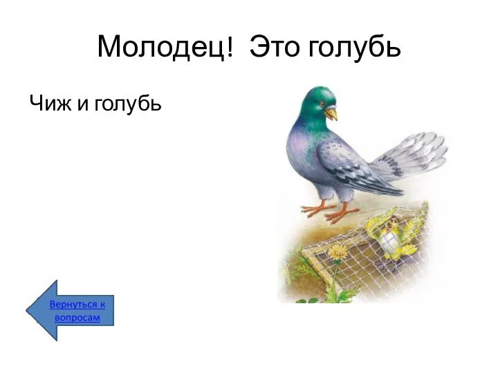 Молодец! Это голубь Чиж и голубь