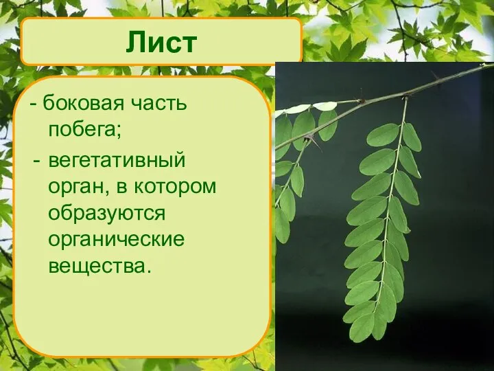 Лист - боковая часть побега; вегетативный орган, в котором образуются органические вещества.