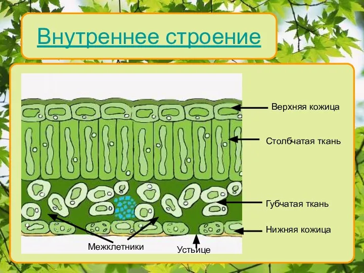 Внутреннее строение Верхняя кожица Столбчатая ткань Губчатая ткань Нижняя кожица Устьице Межклетники