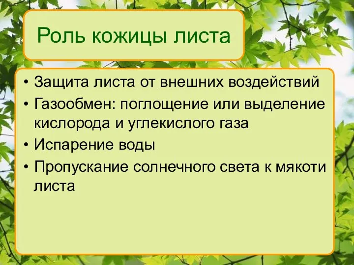 Роль кожицы листа Защита листа от внешних воздействий Газообмен: поглощение или выделение