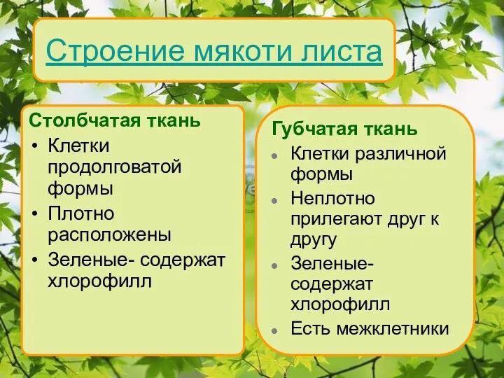 Строение мякоти листа Столбчатая ткань Клетки продолговатой формы Плотно расположены Зеленые- содержат