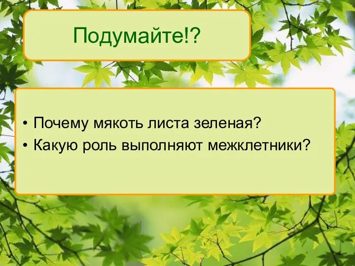 Подумайте!? Почему мякоть листа зеленая? Какую роль выполняют межклетники?