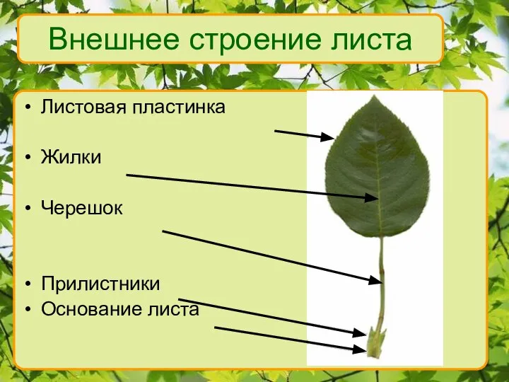 Листовая пластинка Жилки Черешок Прилистники Основание листа Внешнее строение листа