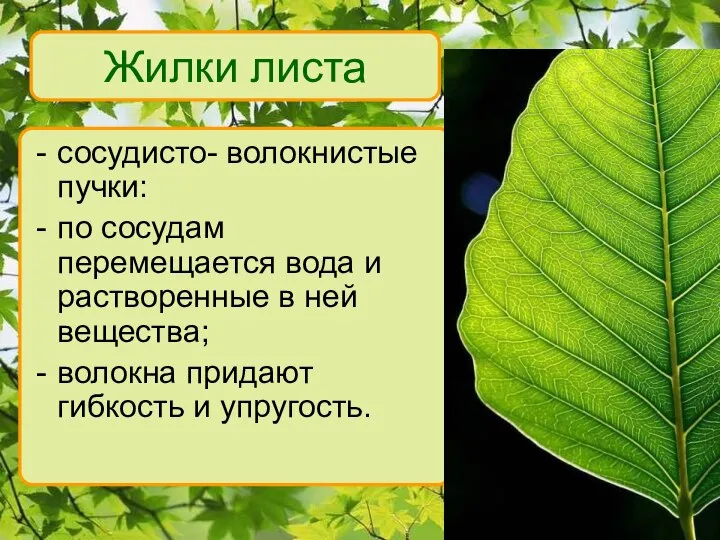 Жилки листа сосудисто- волокнистые пучки: по сосудам перемещается вода и растворенные в