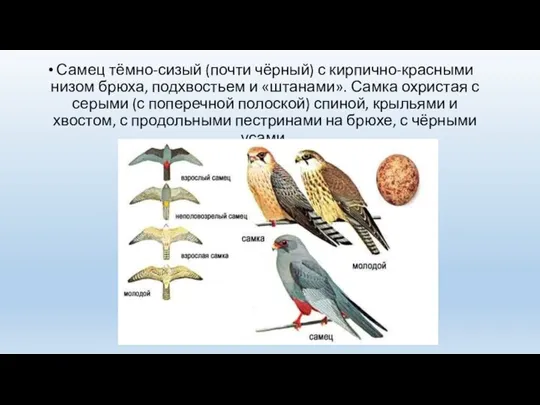 Самец тёмно-сизый (почти чёрный) с кирпично-красными низом брюха, подхвостьем и «штанами». Самка