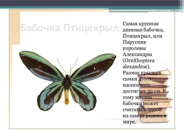 Бабочка Птицекрыл Самая крупная дневная бабочка, Птицекрыл, или Парусник королевы Александры (Ornithoptera