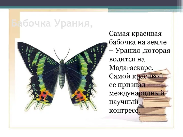 Бабочка Урания, Самая красивая бабочка на земле – Урания ,которая водится на
