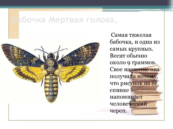 Бабочка Мертвая голова, Самая тяжелая бабочка, и одна из самых крупных. Весит