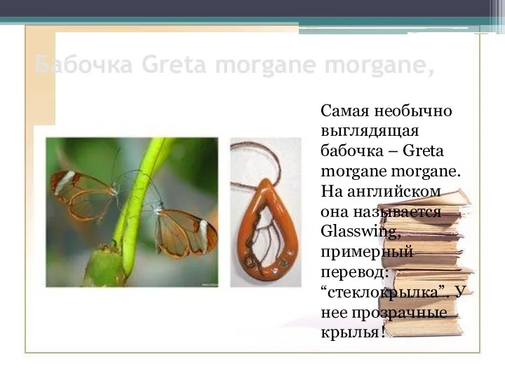 Бабочка Greta morgane morgane, Самая необычно выглядящая бабочка – Greta morgane morgane.