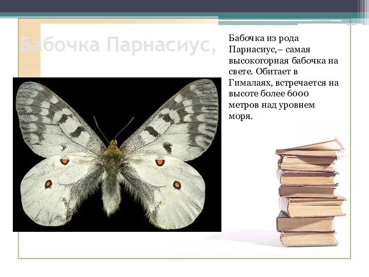 Бабочка Парнасиус, Бабочка из рода Парнасиус,– самая высокогорная бабочка на свете. Обитает