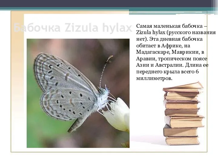 Бабочка Zizula hylax Самая маленькая бабочка – Zizula hylax (русского названия нет).