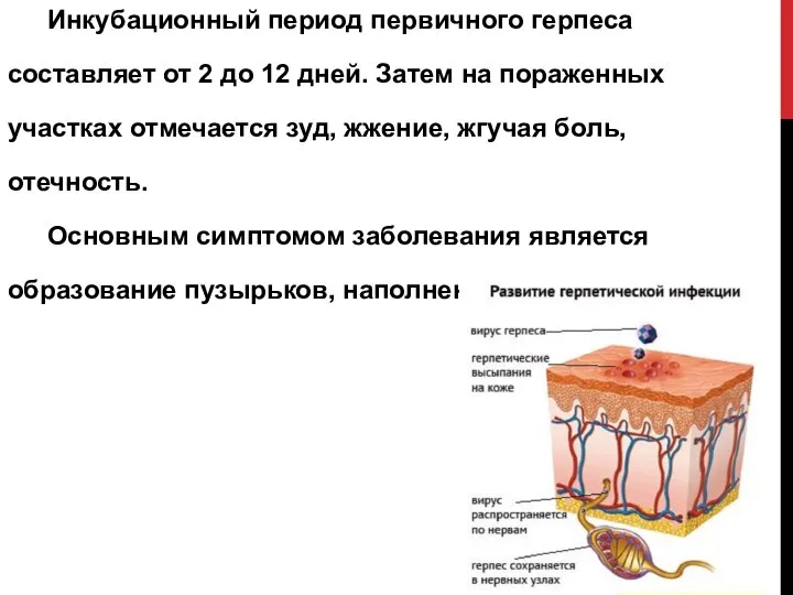 Инкубационный период первичного герпеса составляет от 2 до 12 дней. Затем на