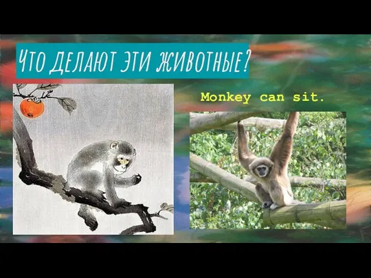 Что делают эти животные? Monkey can sit.