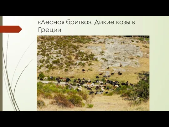 «Лесная бритва». Дикие козы в Греции