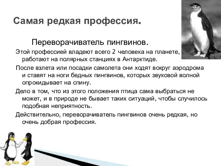 Переворачиватель пингвинов. Этой профессией владеют всего 2 человека на планете, которые работают