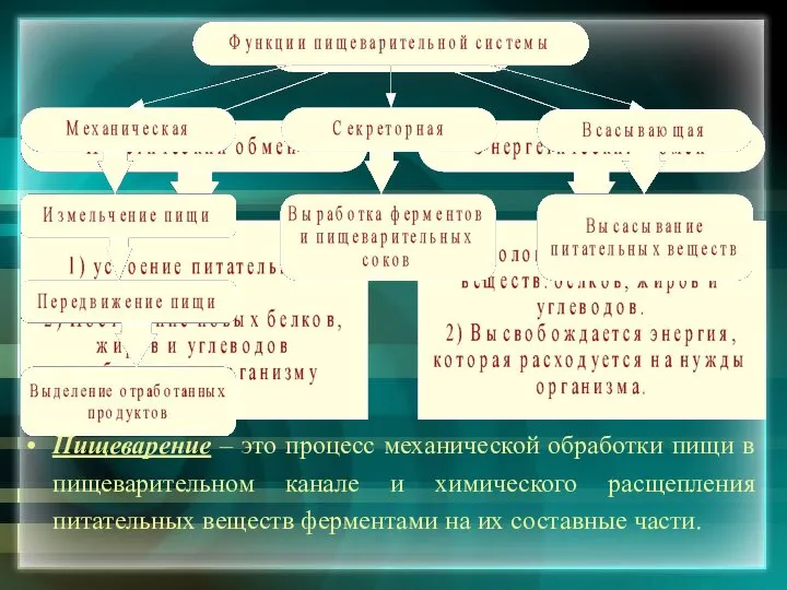 Пищеварение – это процесс механической обработки пищи в пищеварительном канале и химического