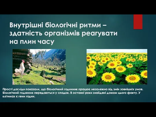 Внутрішні біологічні ритми – здатність організмів реагувати на плин часу Прості досліди