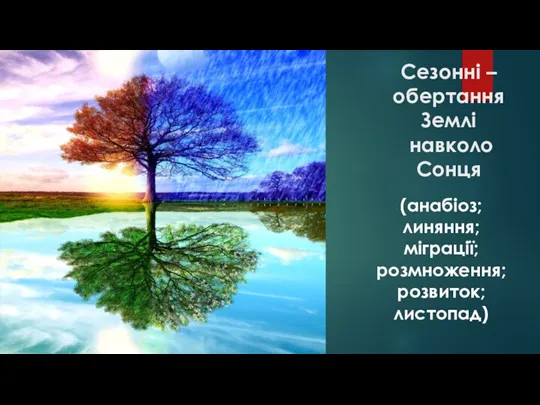 Сезонні – обертання Землі навколо Сонця (анабіоз; линяння; міграції; розмноження; розвиток; листопад)