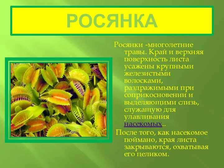 РОСЯНКА Росянки -многолетние травы. Край и верхняя поверхность листа усажены крупными железистыми