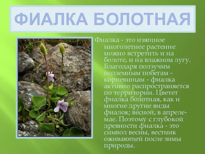 ФИАЛКА БОЛОТНАЯ Фиалка - это изящное многолетнее растение можно встретить и на