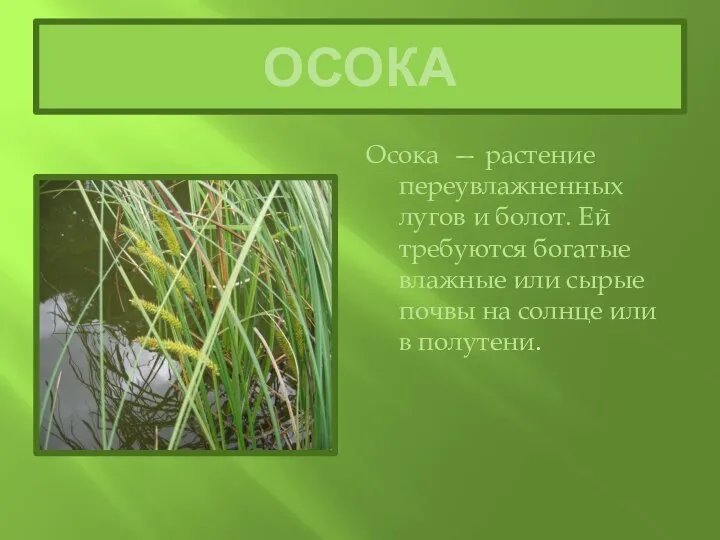 ОСОКА Осока — растение переувлажненных лугов и болот. Ей требуются богатые влажные