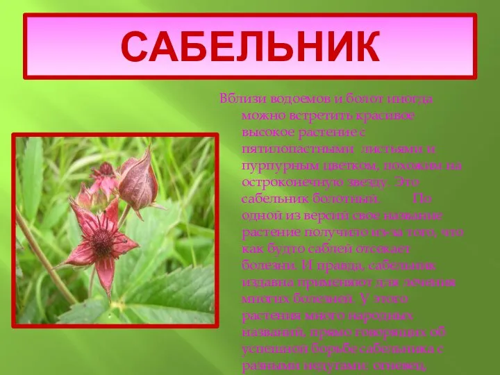 САБЕЛЬНИК Вблизи водоемов и болот иногда можно встретить красивое высокое растение с