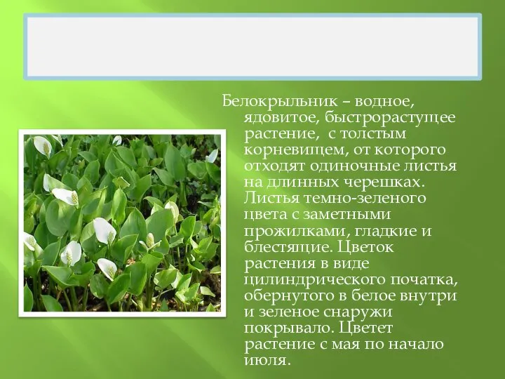 БЕЛОКРЫЛЬНИК Белокрыльник – водное, ядовитое, быстрорастущее растение, с толстым корневищем, от которого