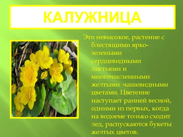 КАЛУЖНИЦА Это невысокое, растение с блестящими ярко-зелеными сердцевидными листьями и многочисленными желтыми