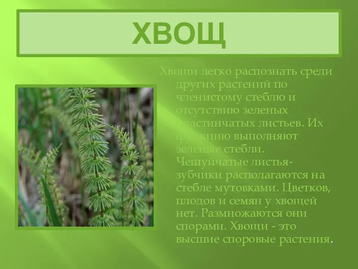 ХВОЩ Хвощи легко распознать среди других растений по членистому стеблю и отсутствию