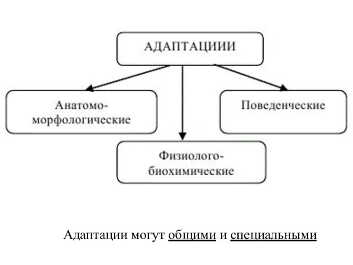 Адаптации могут общими и специальными