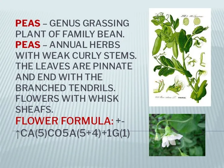PEAS – GENUS GRASSING PLANT OF FAMILY BEAN. PEAS – ANNUAL HERBS