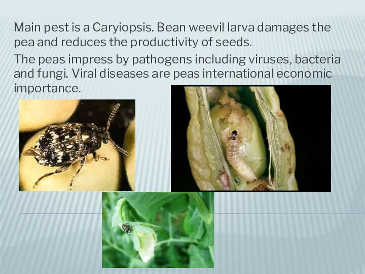 Main pest is a Caryiopsis. Bean weevil larva damages the pea and