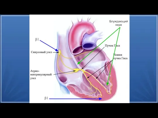β1 β1 Блуждающий нерв