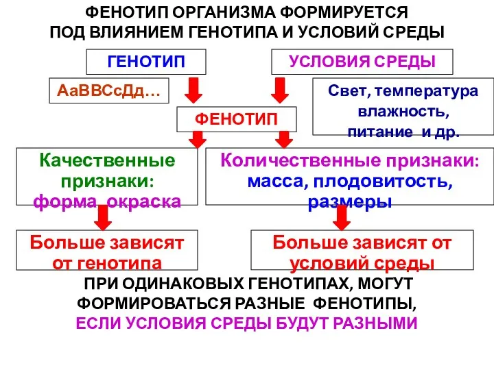 ГЕНОТИП УСЛОВИЯ СРЕДЫ ФЕНОТИП АаВВСсДд… Свет, температура влажность, питание и др. Количественные