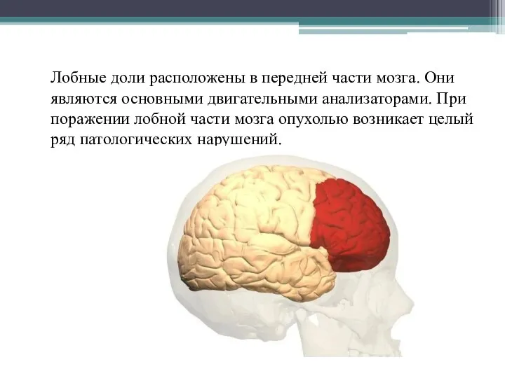 Лобные доли расположены в передней части мозга. Они являются основными двигательными анализаторами.