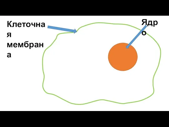 Клеточная мембрана Ядро