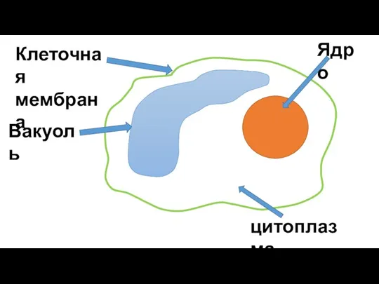 Клеточная мембрана Ядро Вакуоль цитоплазма