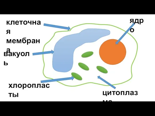 клеточная мембрана ядро вакуоль цитоплазма хлоропласты