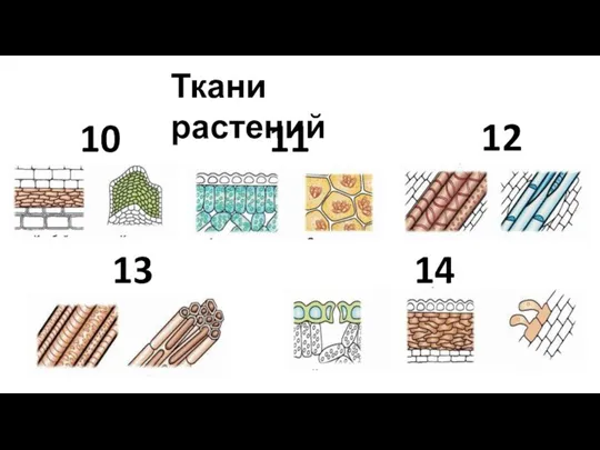 10 11 12 13 Ткани растений 14