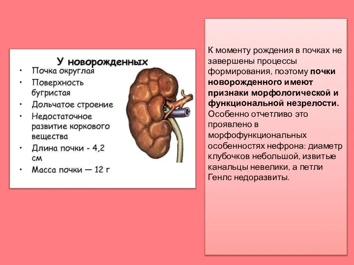 К моменту рождения в почках не завершены процессы формирования, поэтому почки новорожденного