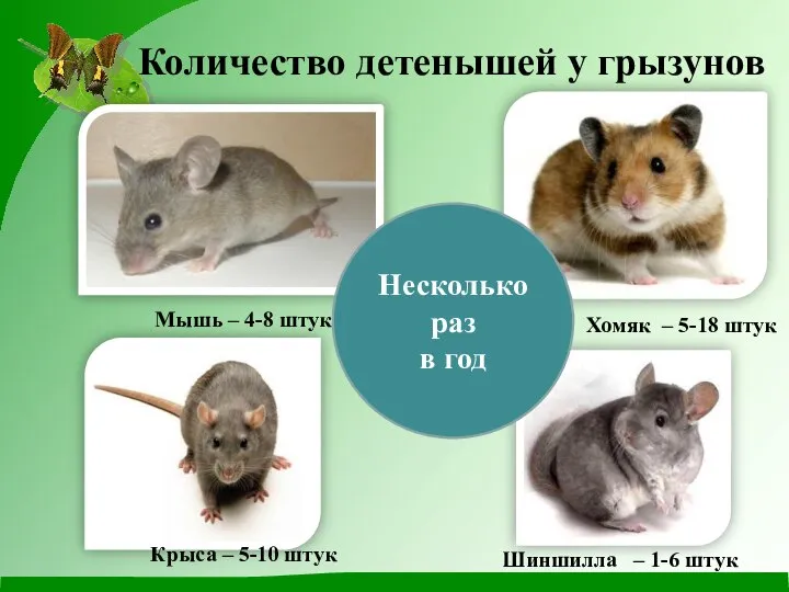 Количество детенышей у грызунов Мышь – 4-8 штук Крыса – 5-10 штук