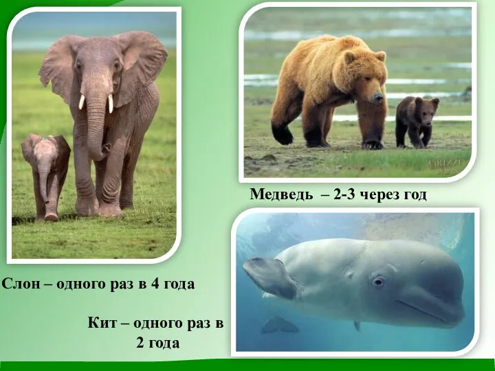 Слон – одного раз в 4 года Медведь – 2-3 через год