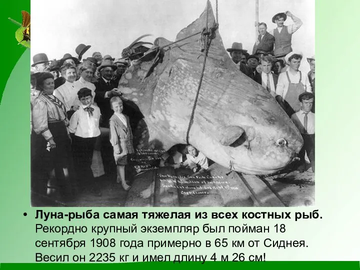 Луна-рыба самая тяжелая из всех костных рыб. Рекордно крупный экземпляр был пойман