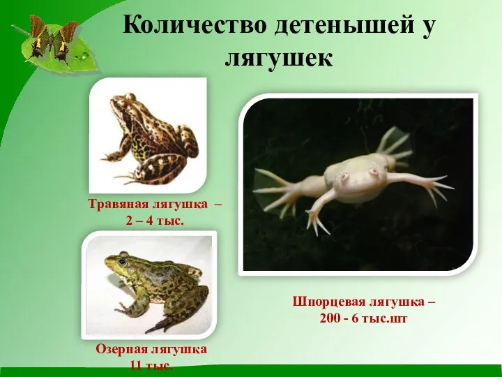 Количество детенышей у лягушек Травяная лягушка – 2 – 4 тыс. Озерная