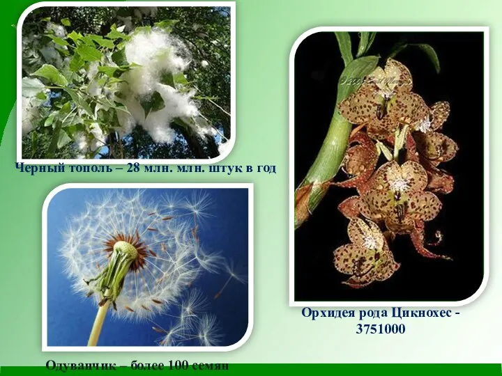 Черный тополь – 28 млн. млн. штук в год Орхидея рода Цикнохес